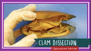 Clam Dissection || Coming Out of Its Shell [EDU]