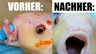 Wenn dein Koi sich den Kiefer abreißt...