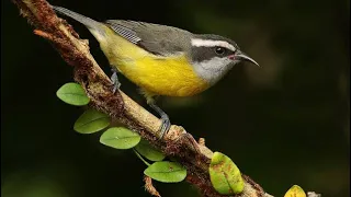 Canto para esquentar seu sibite , esquente seu sibite em 1 minuto!