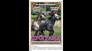 9 заїзд 08 09 2019 ПРИЗ ВІКІНГА для коней рисистих порід 4   річного віку народжених в племінних реп