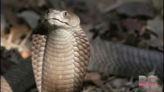 Man’s suicide by snake after making his deadly cobra bite him