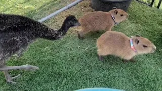 Baby Emu Attacks Baby Capybaras