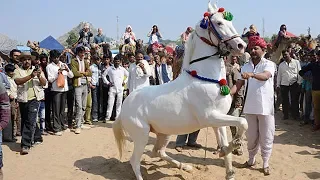 Horse Dancing Competition at Pushkar Cattle Fair, Rajasthan India