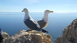 Yellow-legged gull pair making idle chatter (Calpe, Spain)