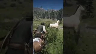 The Best way to tame a wild horse ? #rdr2 #gaming #rdr2funny #reddeadredemption #pcgaming #shorts