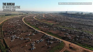 What a Brazilian beef feedlot looks like