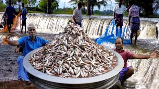 Rare River Fish Kulambu Prepared by Uncle | Small Fish Curry village style/Traditional Fish Curry