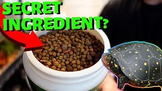 The BEST FOOD For YOUR TURTLE!