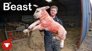 I'm WORRIED about the SIZE of these LAMBS   |   DAY 1 Lambing 23