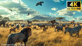 African Animals 4K: Kissama National Park - Scenic Wildlife Film With Real Sounds & Meditation music