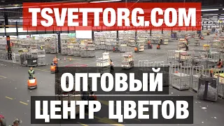 Цветы оптом | Самая крупная оптовая база цветов | Тюльпаны и розы оптом