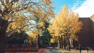 【Full HD】東京大学の農学部キャンパス（弥生キャンパス）の紅葉・イチョウ｜The University of Tokyo Yayoi campuse  Autumn leaves