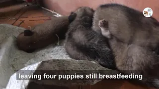 Rescue the puppies hungry due to lack of milk and rescue the mother dog and newborn puppies