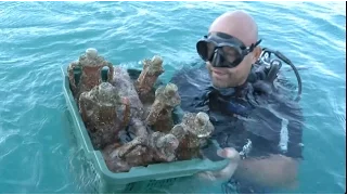 Underwater Cellars in Croatia Add Taste of Sea to Wine