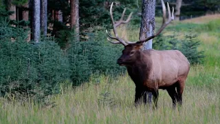 Elk bugling - Hear the male elk during rutting season.