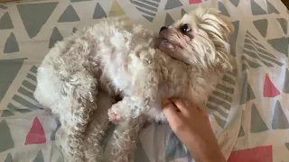 Dog getting massage 🦶with my foot 🦶 💆‍♂️❤️🥰