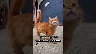 Какие звуки издают кошки и что они означают 🐈🎙️ #cat #catsfacts