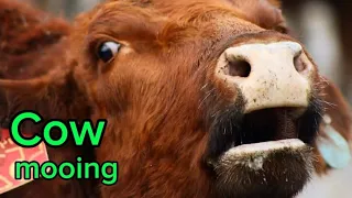 Real cow moo mooing animal sound / Sapi / Lembu