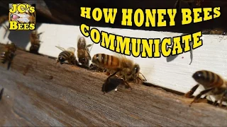 How Honey Bees Communicate Part 1 (Pheromones)