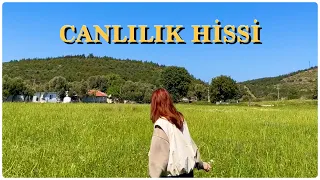 Canlılık, Canlı Hissetmek, Sisifos, Sırça Fanus || Hayattan Sohbetler