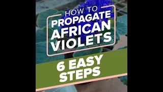 How to Propagate African Violets in 6 Quick Steps