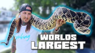Worlds LARGEST Rattlesnake! 😱 **GIANT** | Tyler Nolan