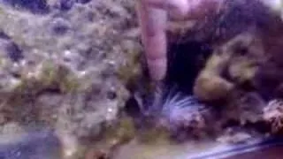 Getting stung by a lionfish