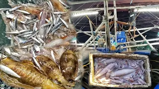 TULOY LANG SA PAGHULI NG MGA PUSIT.