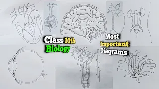 Most important diagrams class10 biology you must practice | class10 biology all important diagrams