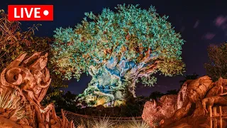 🔴LIVE Hakuna Matata Thursday at Animal Kingdom! TEST STREAM |Walt Disney World Live Stream