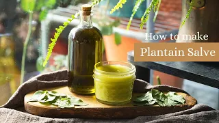 Plantain Salve- Healing and Soothing Herbal Skin Recipe