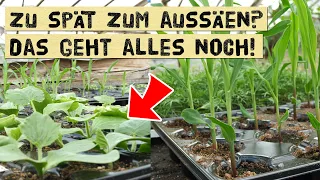 Aussaat ab Mitte Mai! Was ist zu spät und welche Gemüsesorten kann man jetzt noch aussäen?