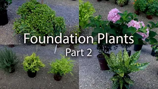 Lots of Foundation Plants - Part 2
