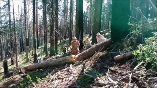 Klamath Nat'l Forest Log Clearing