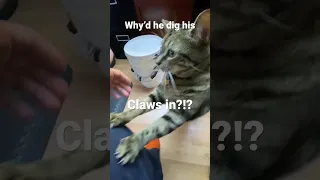 Why did this cat dig his claws in? #shorts #cat