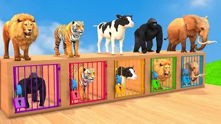 Paint Animals - Tiger Elephant Lion Bear Cat Fountain Crossing Transformation Animals Cartoon 