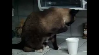 Cat drinking milk in unusual way.