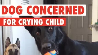 German Shepherd Has Hilarious Reaction To Crying Baby