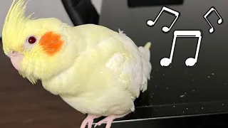 My Female Cockatiel Sounds - Flock Call