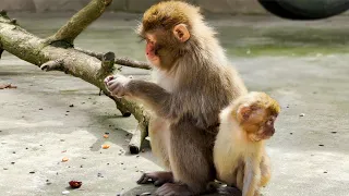Майя держится возле своей приемной мамы, пока Рита гоняет остальных макак. Очень шустрые обезьяны!