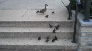 Ducklings vs stairs (I Get Knocked Down)