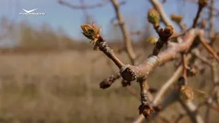 Прививка и перепрививка деревьев. Удачные заметки