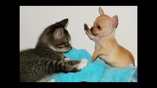 Funny Dogs and Cats videos compilation #23