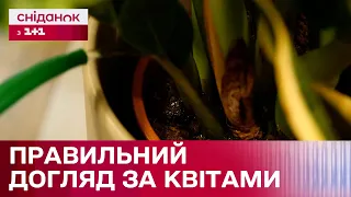 День «полий квіти». Як правильно поливати кімнатні рослини?