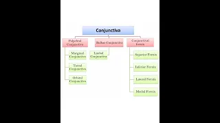 Parts of conjunctiva