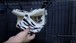 5 ALASAN MENGAPA ANAKAN SUGAR GLIDER HARUS DIPISAH DARI INDUKNYA