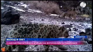 Снежные барсы попали в объектив фотоловушки в Казахстане