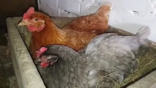 Do chickens have friendship??? / An interesting story about the friendship of two chickens on a farm