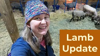 Lamb update - new arrival and a setback