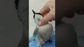 Самая милая птица